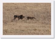 07IntoNgorongoro - 044